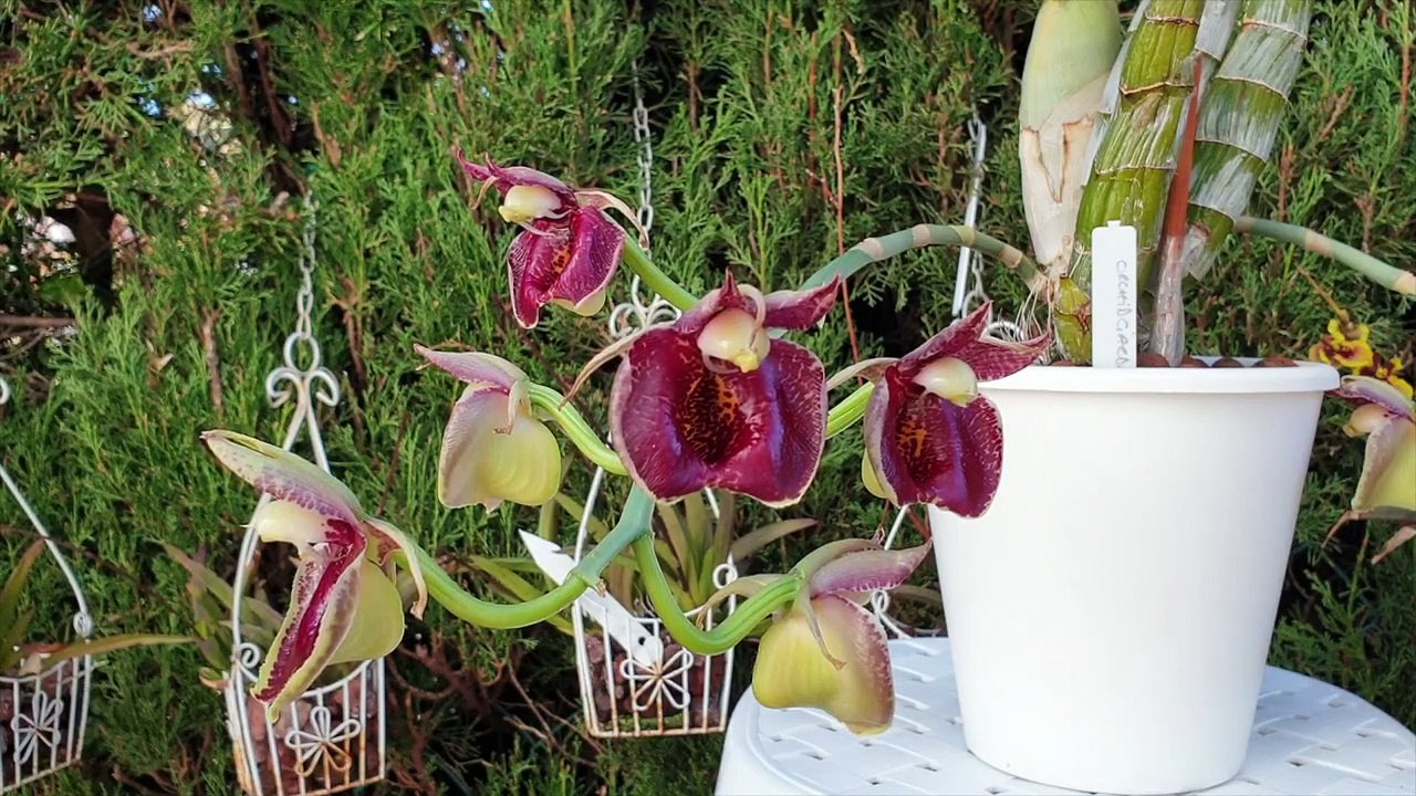 Critical Watering Tips for Catasetum Cultivators in Semi Hydro Set Up