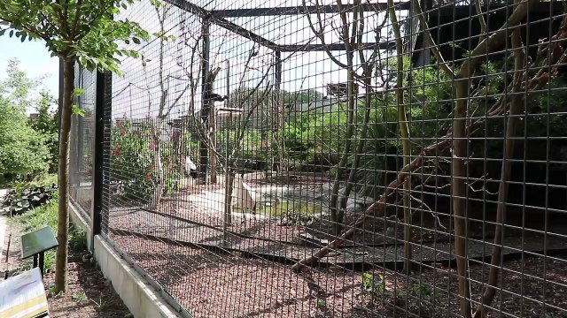 IMG_3645 Amiens (80), Zoo d'Amiens, 700 animaux sur 7ha, Grue du Japon, CLIPS JOINTS