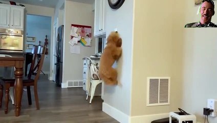 Anjing yang pintar mematikan lampu