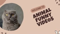 001 Hilarious Animal Videos That Will Make You Laugh And The Most Adorable and Hilarious Animal Videos You Can't Resist Watching