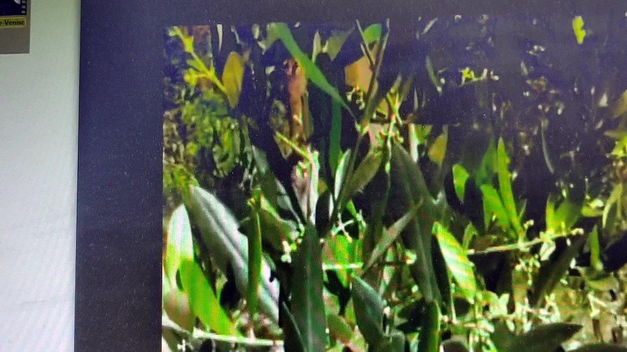 Radio mont blanc sur mes traversées des Alpes