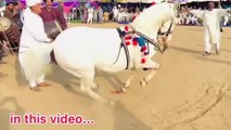 Horse Dance Jashn e Baharan Chakwal II Horse Dancing 2023