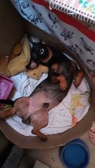 Upside Down Dog Takes Goofy Nap