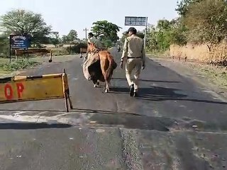 मिलिए प्रशिक्षित घोड़े से जो करता है शराब की तस्करी
