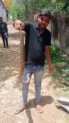 दुर्लभ प्रजाति का सर्प पकड़ा