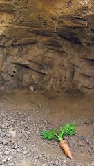 Little rabbit and hedgehog . A beautiful moment #1527 - #shorts