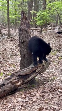 Black Bear Scratches Rump on Tree Stump