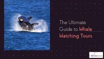 The Ultimate Guide to Whale Watching Tours