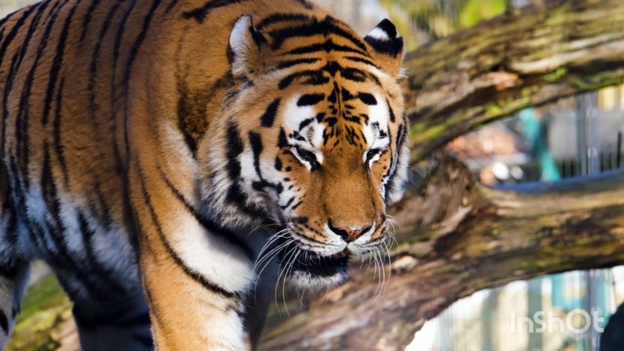 Tiger Cat Walk