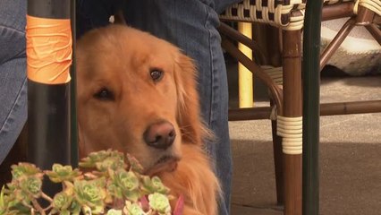 Download Video: EEUU permitirá a los dueños de perros cenar con sus mascotas en las terrazas de los restaurantes