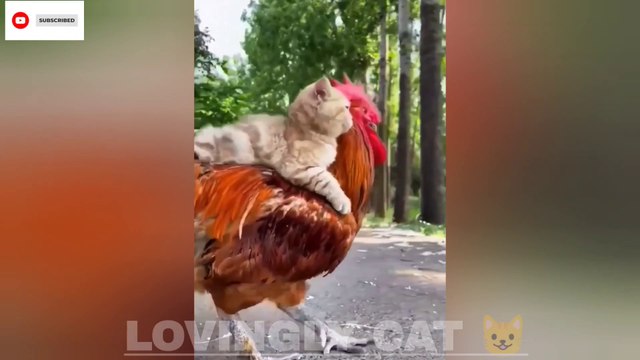 Let's see cat lovely behaviour cat lover cat loves dog a cat love for birds ️ #dog #chiks #birds #catlover #catlove