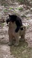 Bear Cub Gets Angry At His Bear Chair