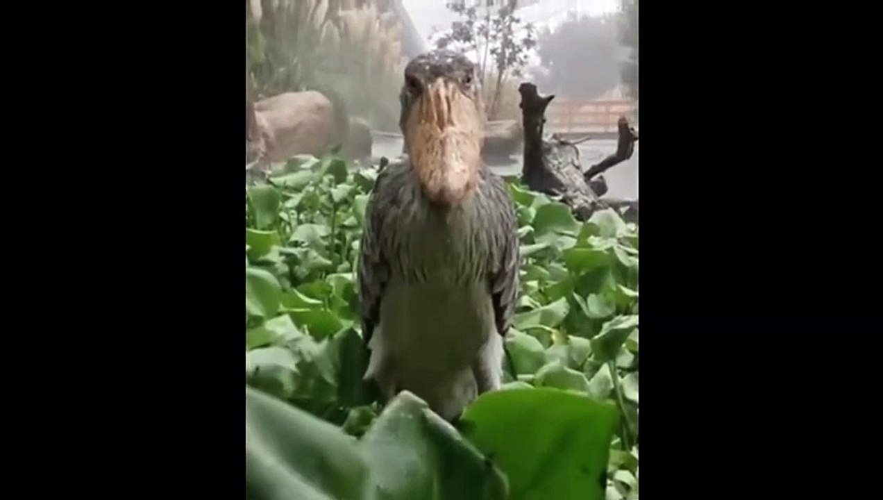 Top 5 Bird in the world