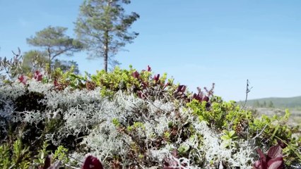 Living in the Zone - People Who Stayed After the Worst Nuclear Disasters