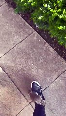 Local Park Squirrel Attaches Itself To Woman