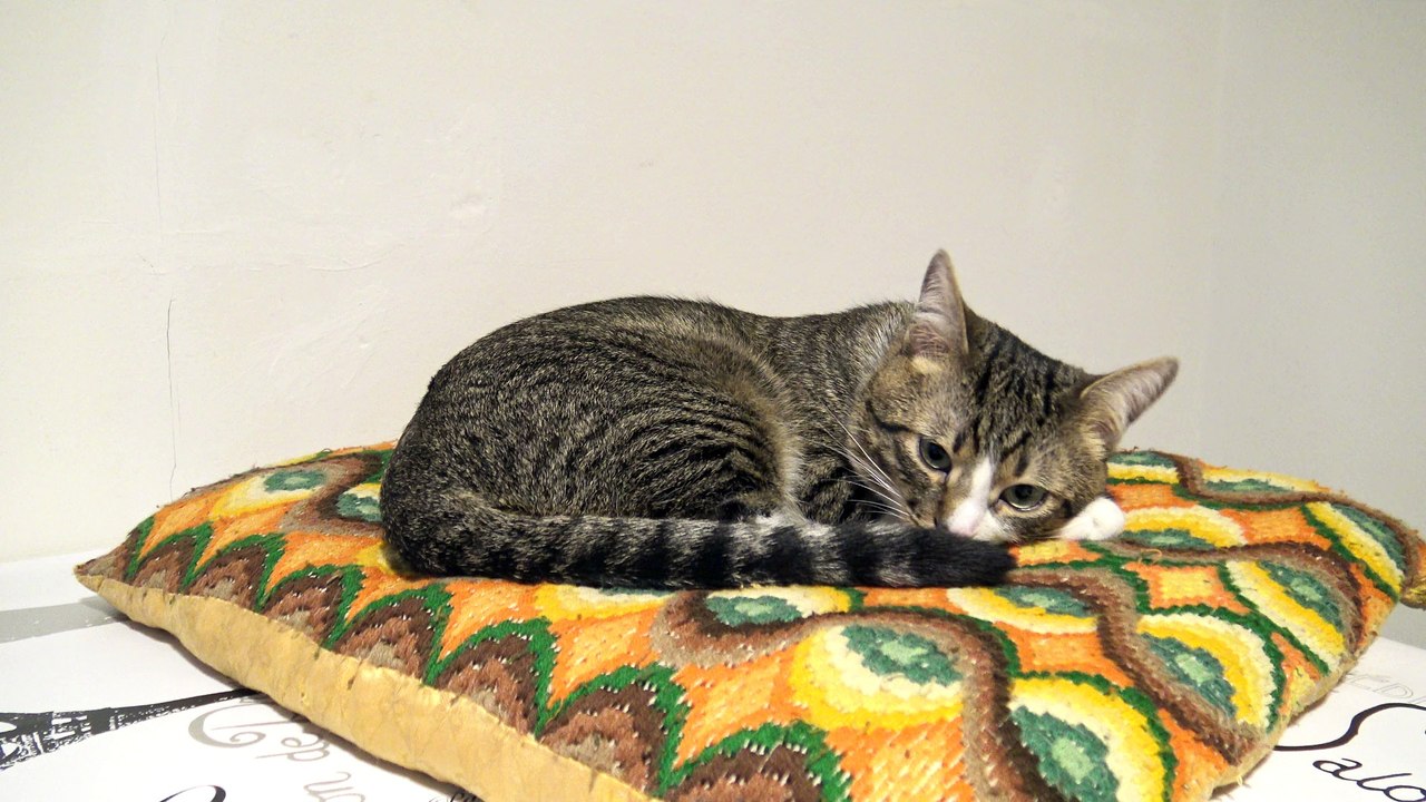 This Cat Is Very Quiet in the Evening