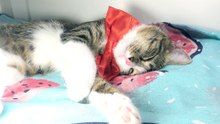 Cat Feels Comfortable with a Red Bow
