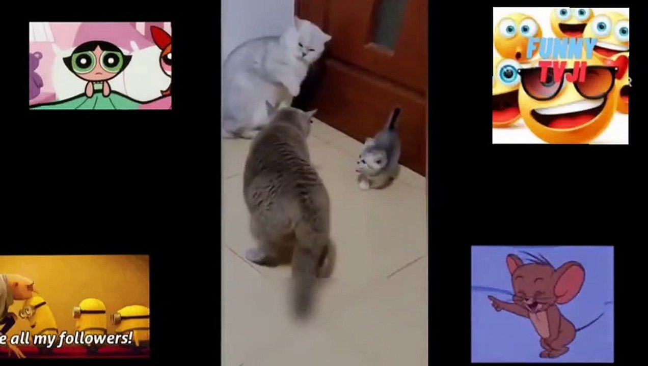 FUNNY VIDEO 41