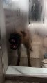Silly Boxer Licks Shower Door
