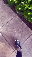 Local Park Squirrel Attaches Itself To Woman