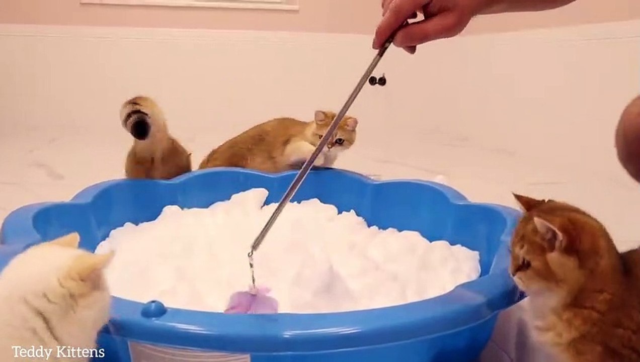 Cats Playing in the Snow _ Pixel is looking for his toy