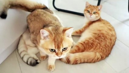 Coco quarreled with her younger brother