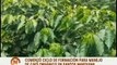 Mérida | Iniciaron ciclo de formación para la producción de café orgánico y agroecológico