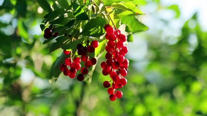 Mindfulness Meditation for Daily Practice