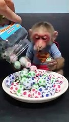 Cute Baby Monkey Eats Candy Balls