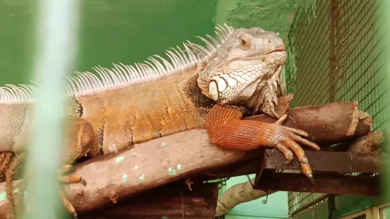 indore zoo vlog video 2023 || Ticket Price || kaise jaye || full detail video