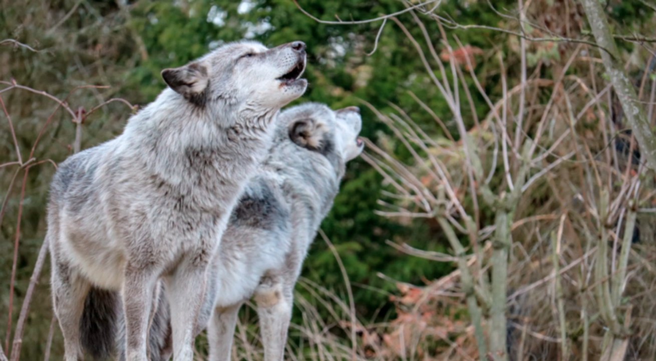Hannover: Wölfe töten hochträchtige Rehe