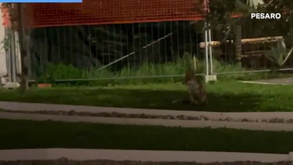 Volpe azzanna una 25enne a Pesaro: il video dell'animale