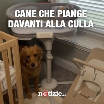 “L’ho sentito piangere e sono andata a vedere”: il cane era nella stanza del neonato venuto a mancare