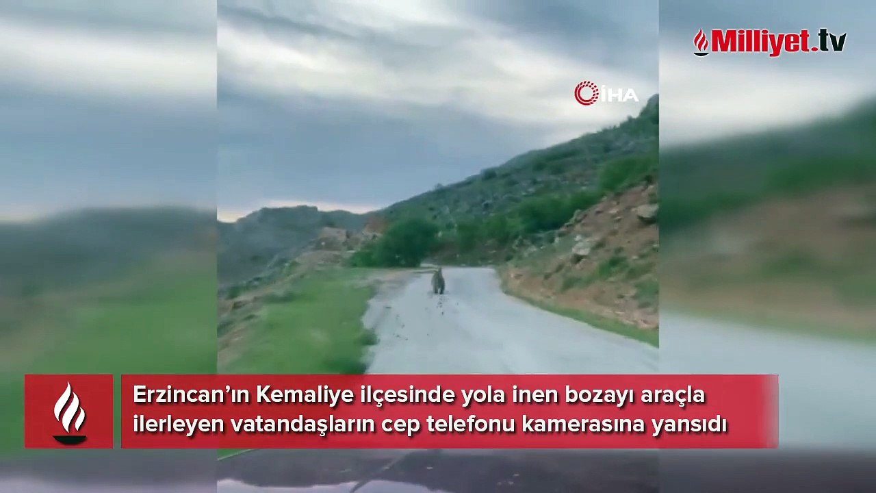 Yola inen bozayı görüntülendi
