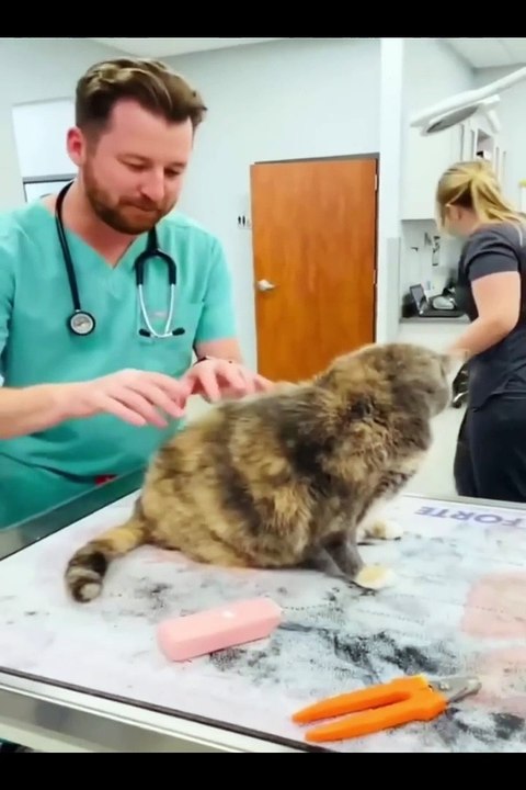 Funniest Animals Video - Best Cats  and Dogs Videos