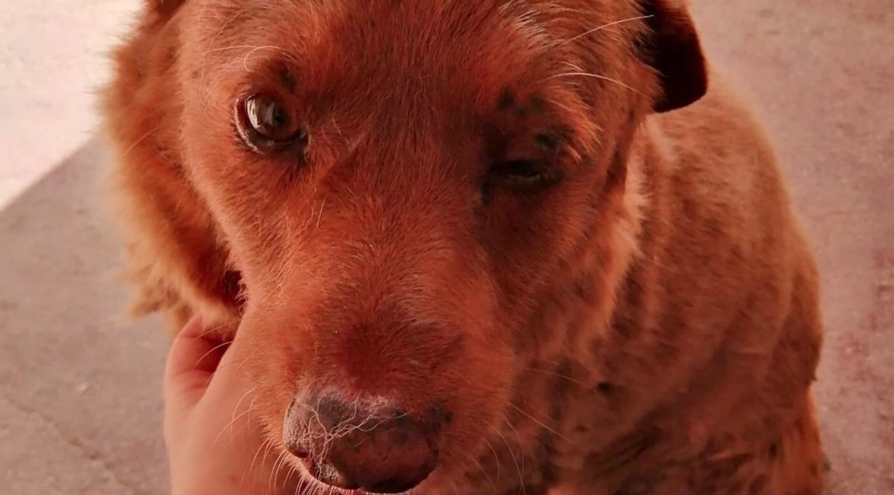 Ältester Hund der Welt 'Bobi' wird 31