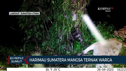 Harimau Sumatera Mangsa Ternak Warga di Kabupaten Langkat