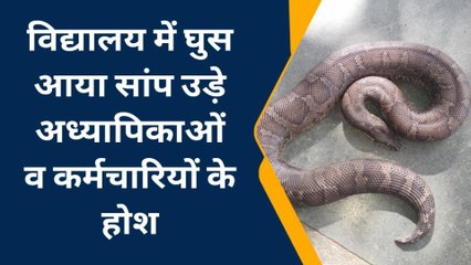 कोटा: राजकीय विद्यालय में घुसा सांप, उड़े टीचर्स के होश