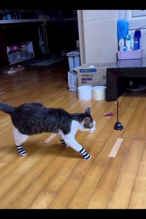 Funniest Animals Video - Best Cats  and Dogs Videos