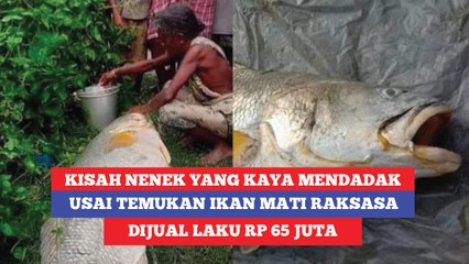 Kisah Nenek yang Kaya Mendadak Usai Temukan Ikan Mati Raksasa, Dijual Laku Rp 65 Juta
