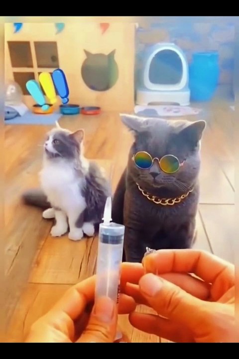 Funniest Animals Video - Best Cats  and Dogs Videos