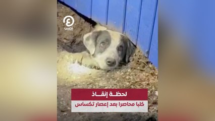 لحظة إنقاذ كلبا محاصرا بعد إعصار تكساس