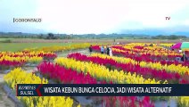 Wisata Kebun Bunga Celocia, Jadi Wisata Alternatif