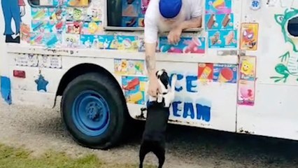 Dog Buys Ice Cream From Truck Every Day | Wild-ish TV