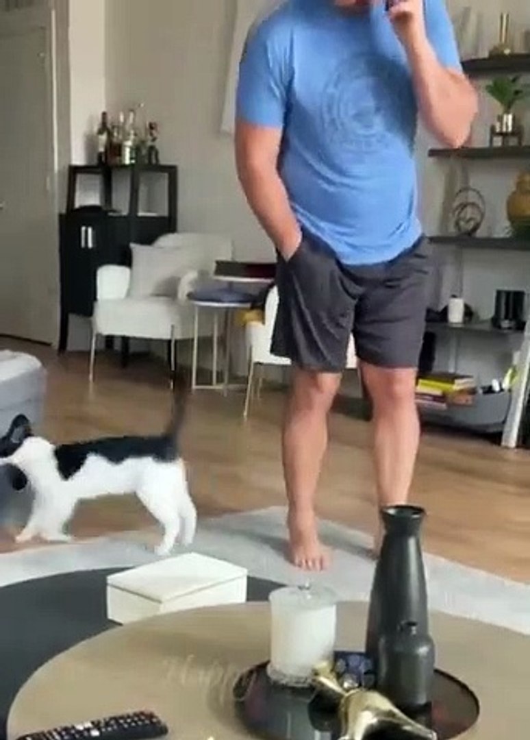 Funny animals - Funny cats / dogs - Funny animal videos