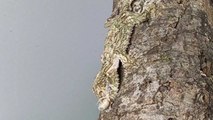 It's a branch, just a branch... It's a LEAF-TAILED GECKO hiding in plain sight!