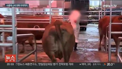수출에도 타격…구제역 수평전파 우려에 농가 울상