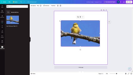 Canva Course Section 66 Uploading Contents Directly from Cloud Drives