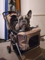 Disabled dog left dragging legs after his wheelchair vanishes