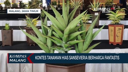 Kontes Tanaman Hias Sansevieria Berharga Fantastis